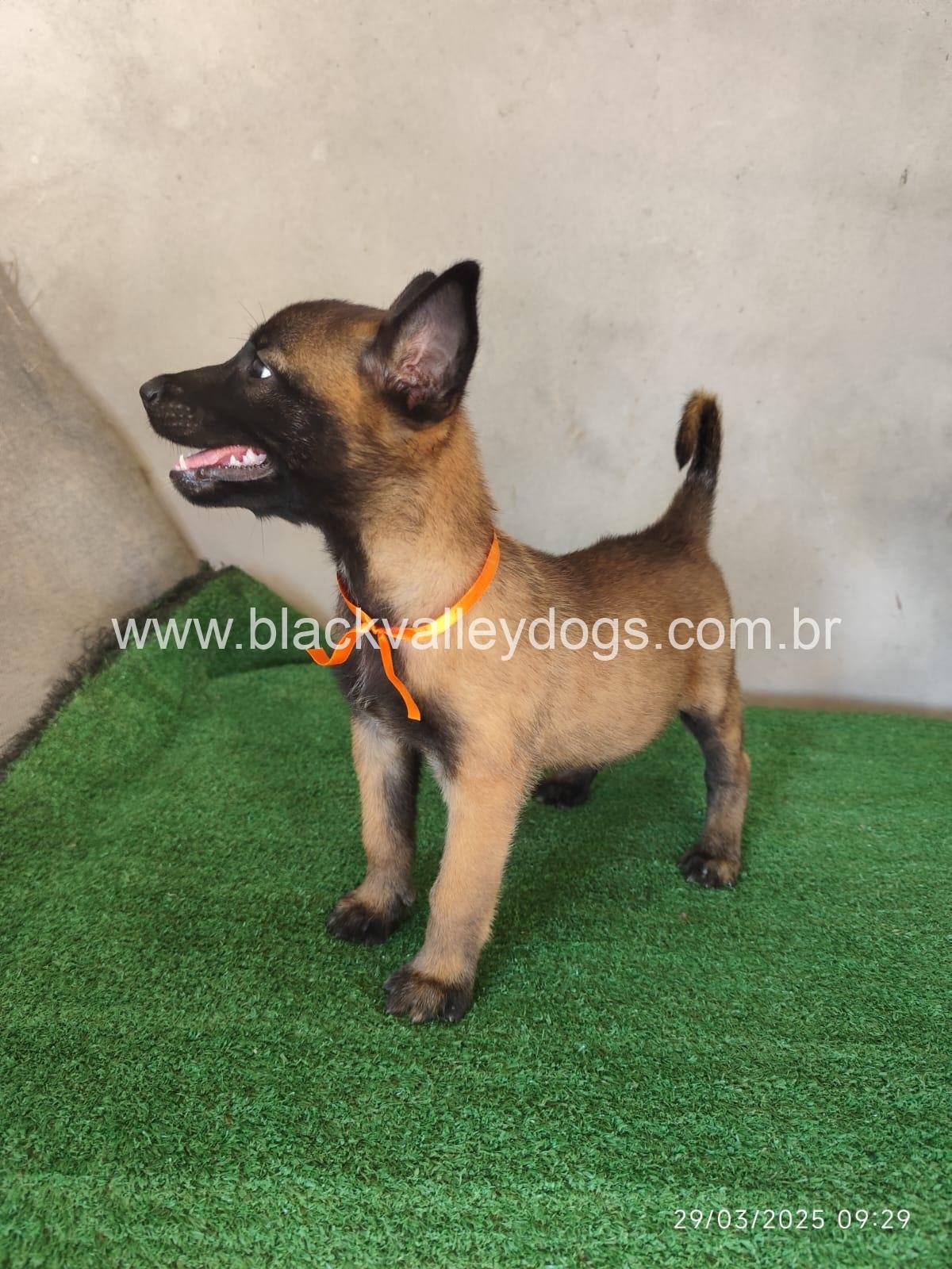 parstor belga malinois (15)