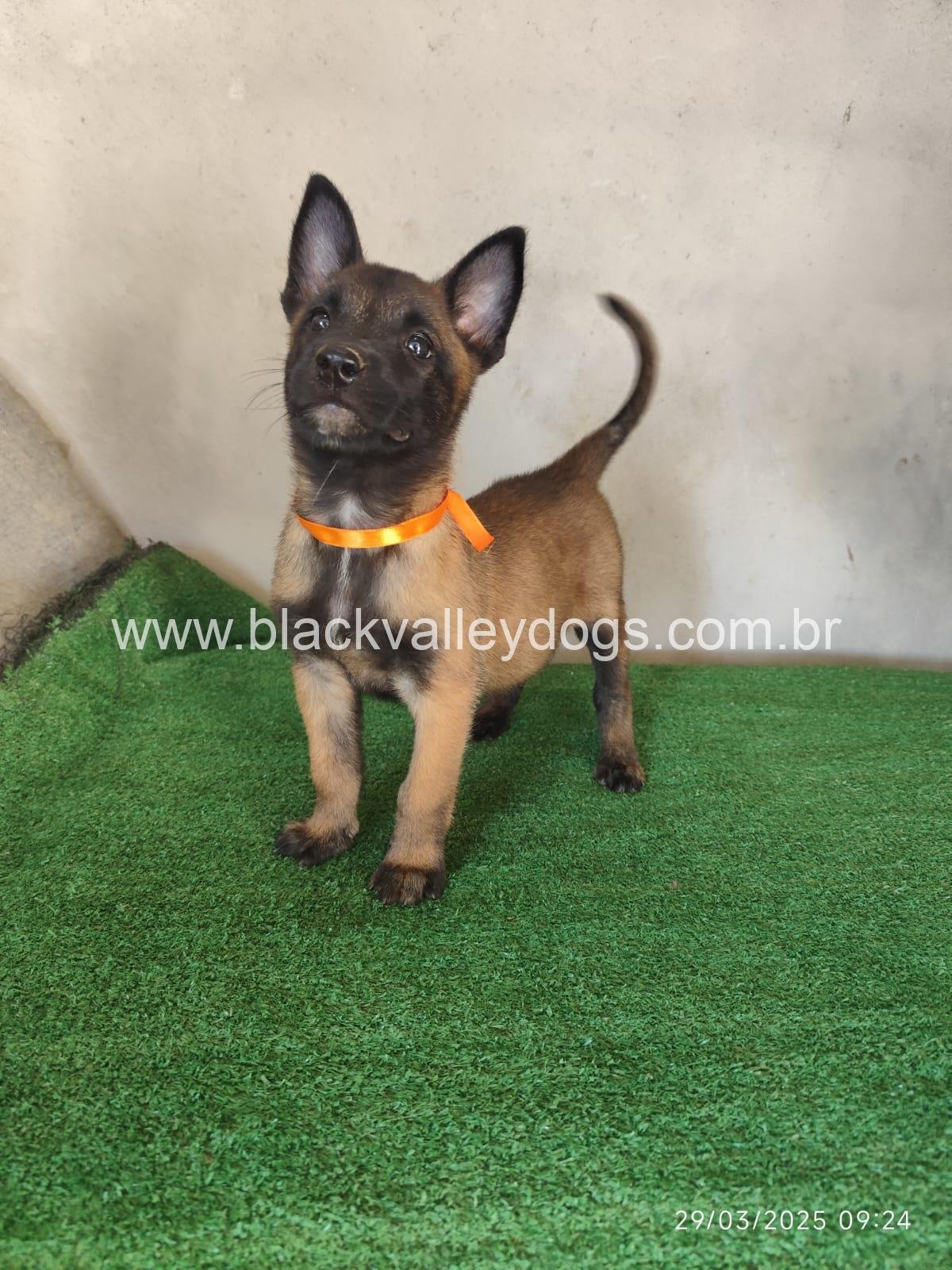 parstor belga malinois (9)