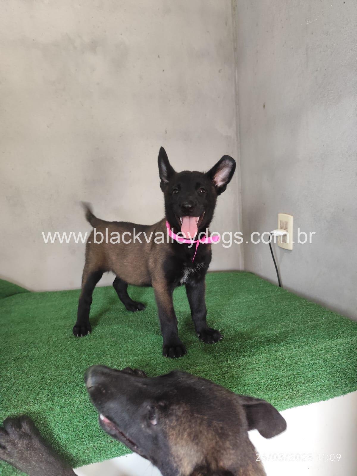 pastor belga malinois (5)