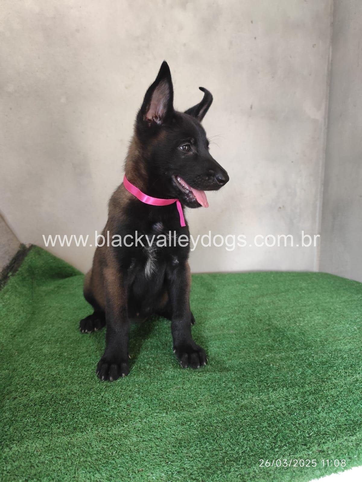 pastor belga malinois 3000