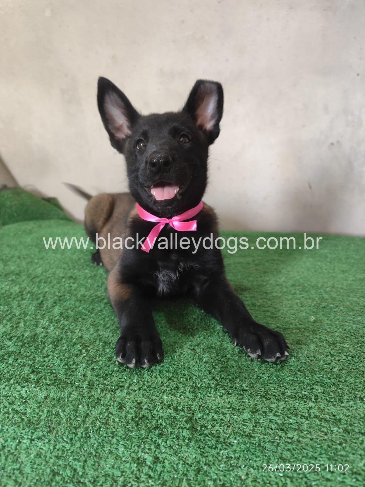 pastor belga malinois (7)