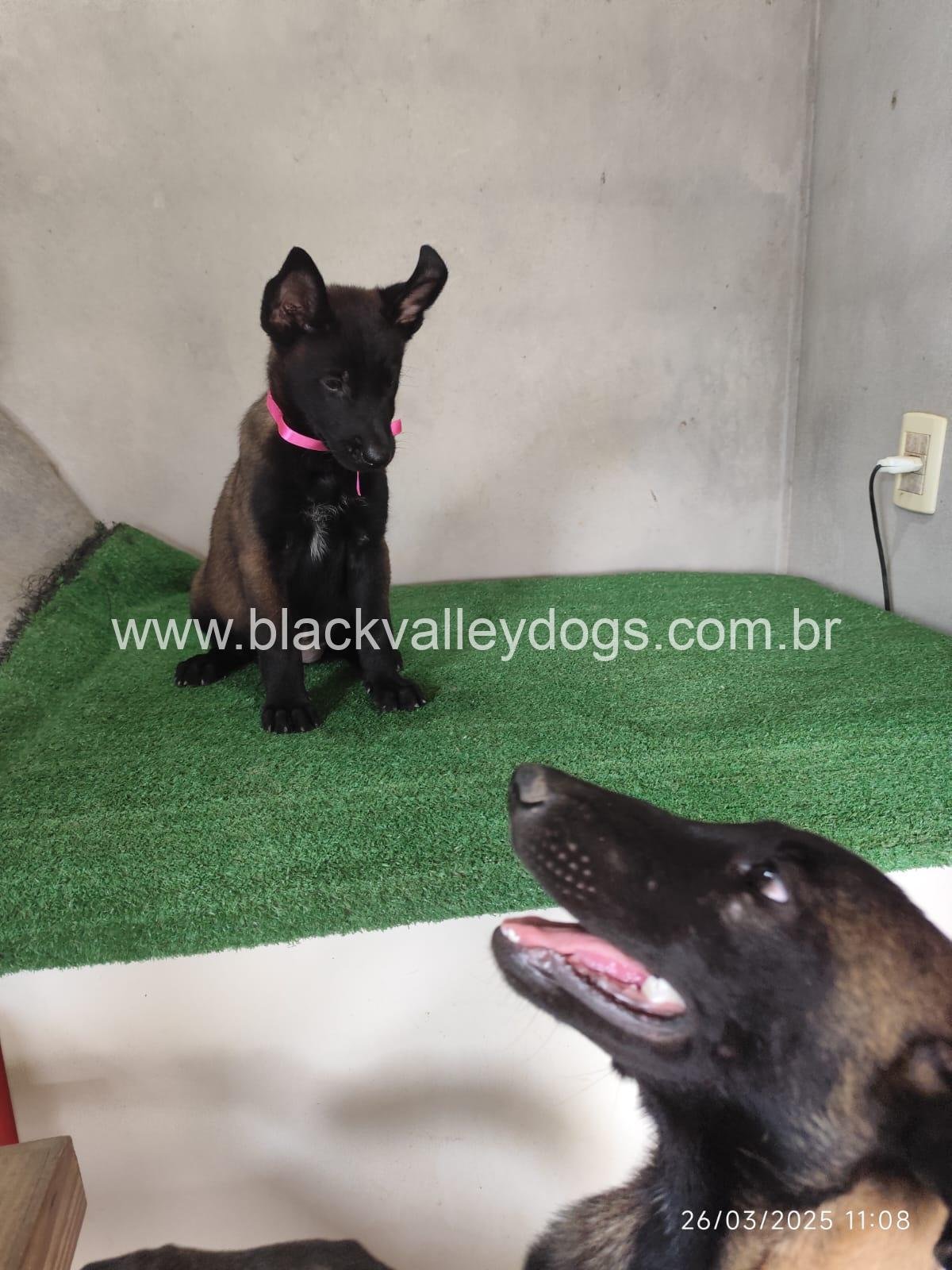 pastor belga malinois (8)