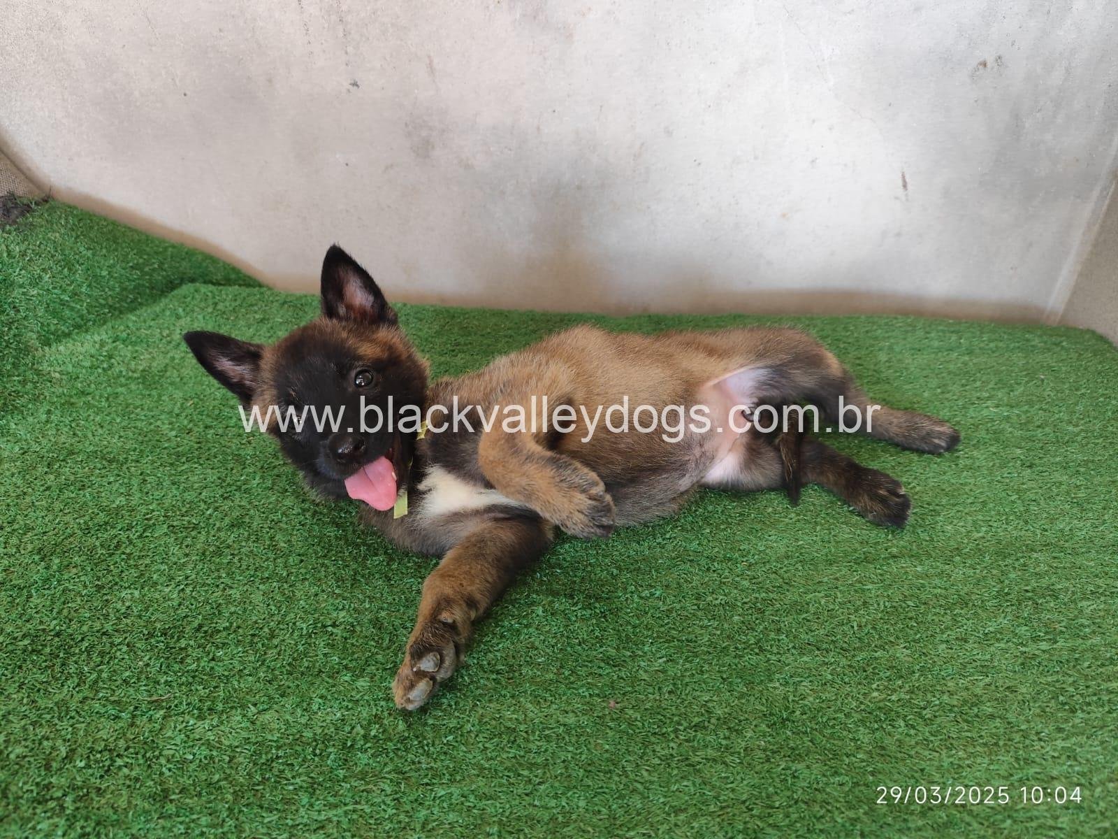 pastor belga malinois canil black valley dogs (2)