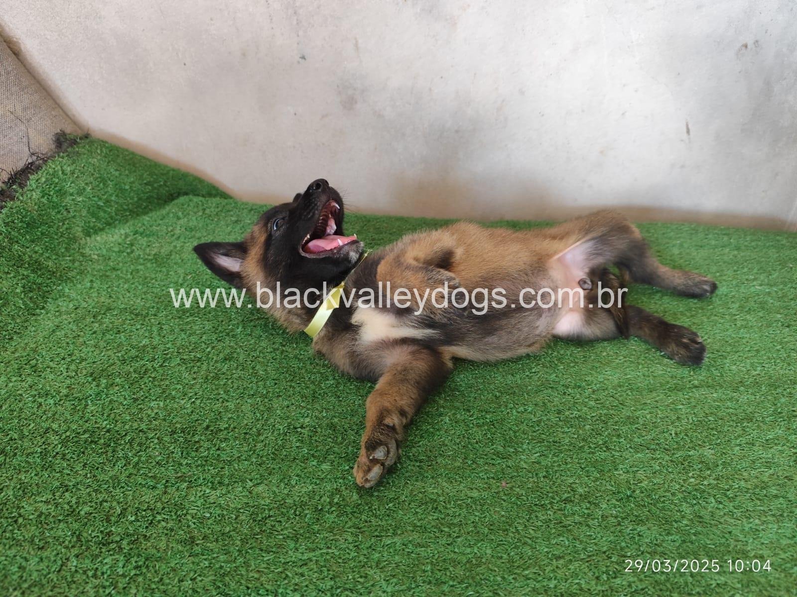 pastor belga malinois canil black valley dogs (3)