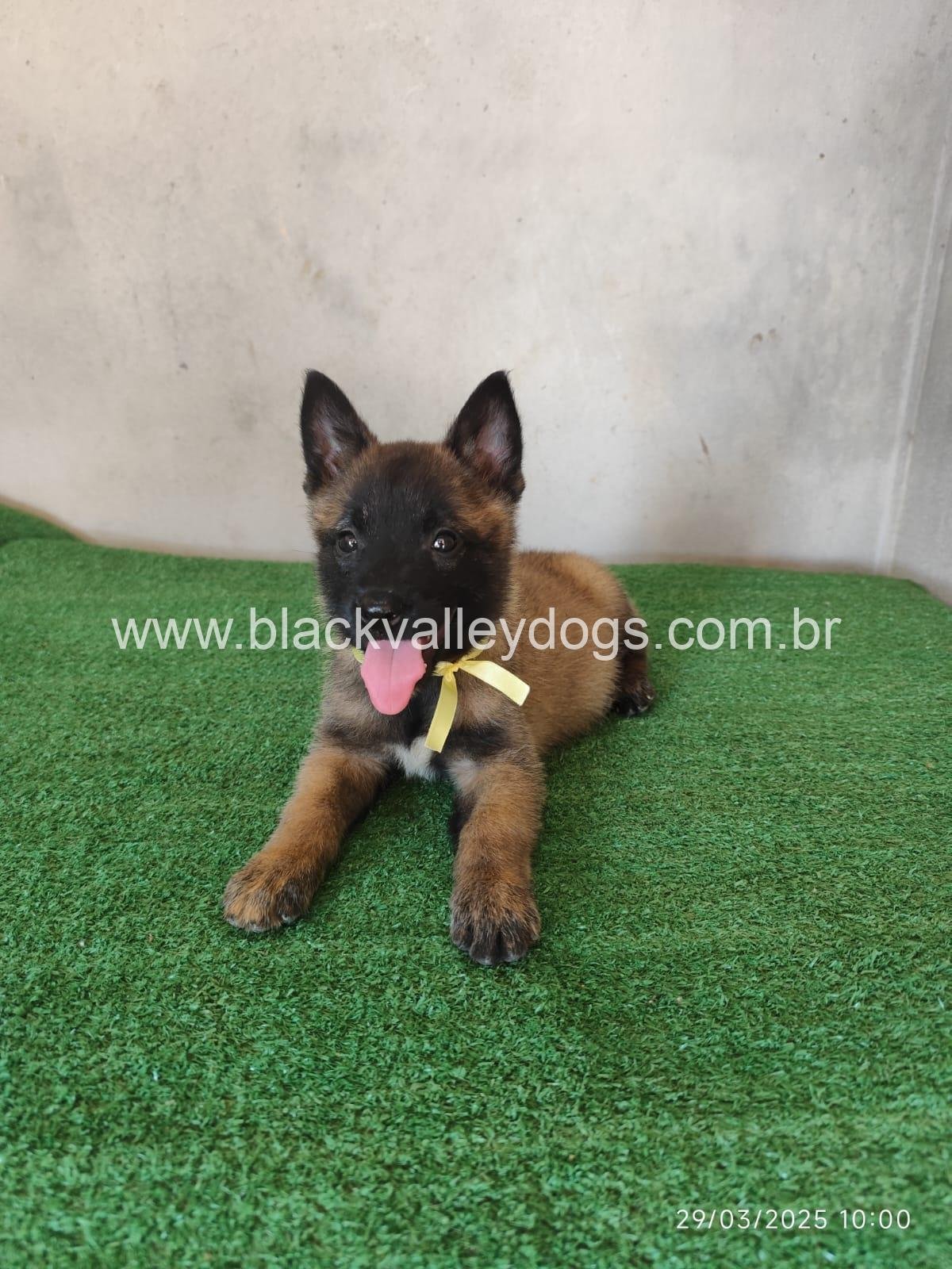 pastor belga malinois canil black valley dogs (5)