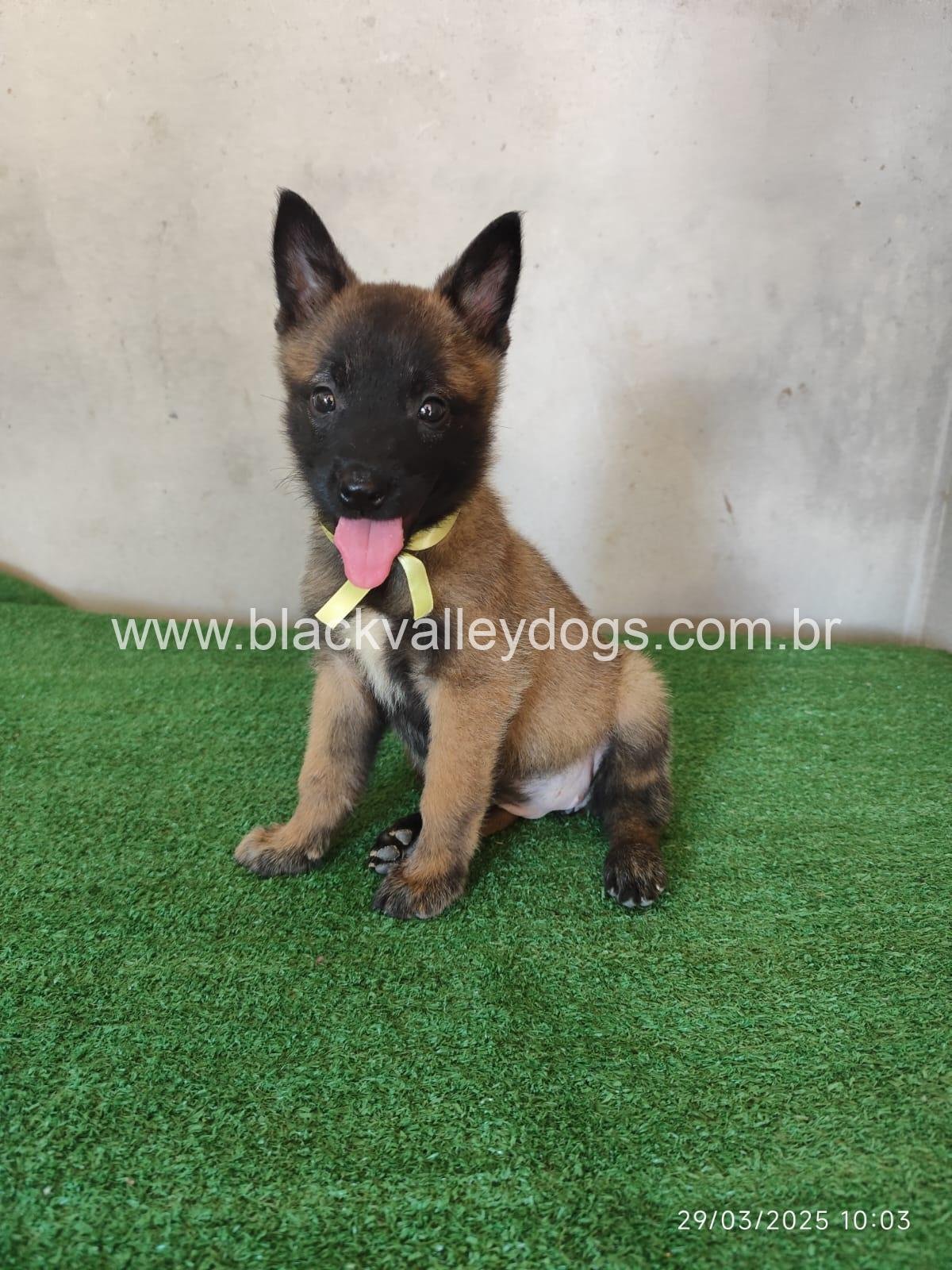 pastor belga malinois canil black valley dogs (6)
