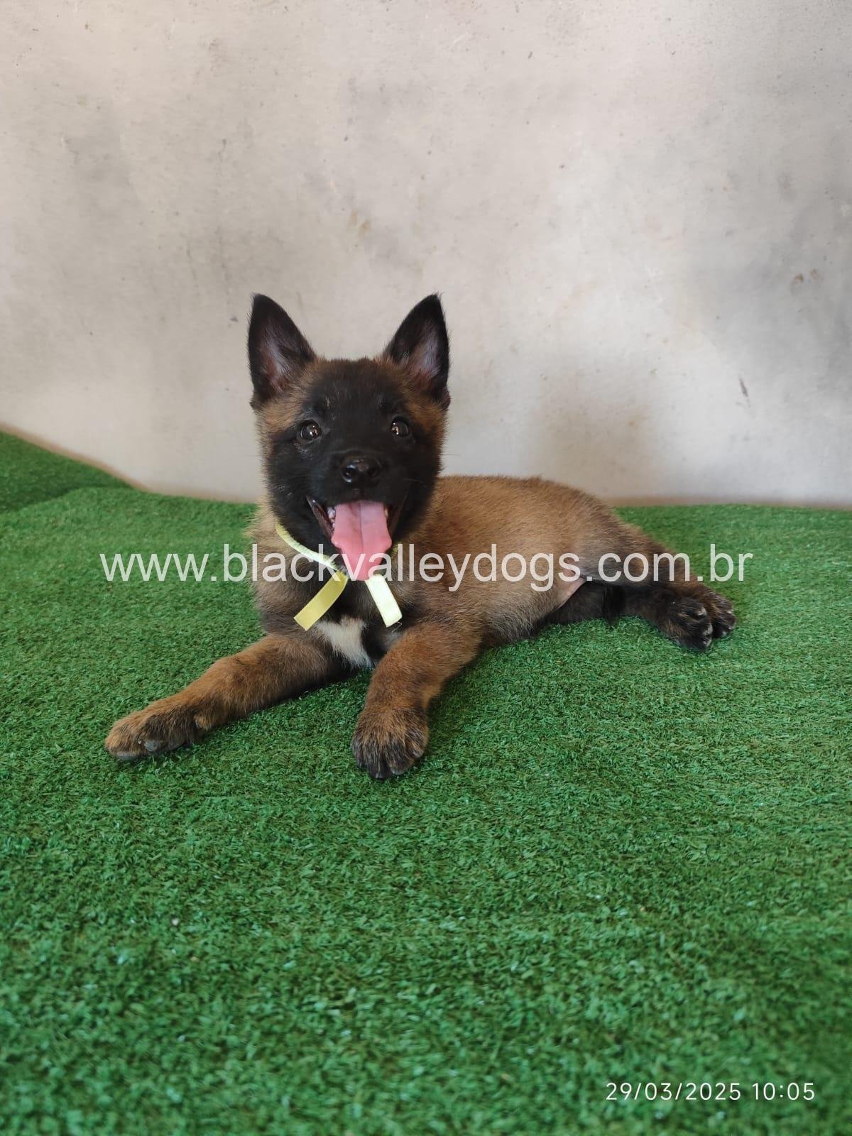 pastor belga malinois canil black valley dogs (7)