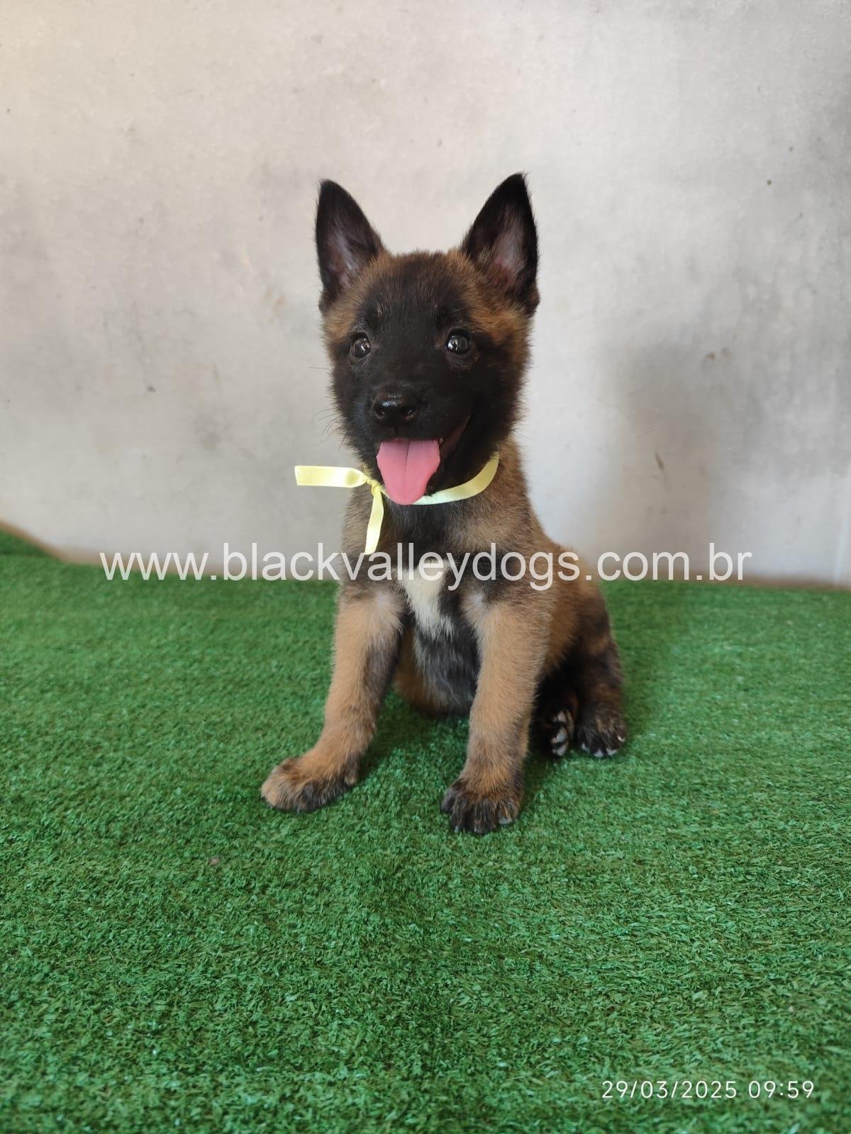 pastor belga malinois canil black valley dogs